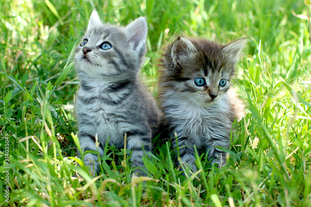 Two little striped kittens with blue eyes on green grass