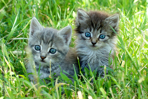 Valokuvatapetti Two little striped kittens with blue eyes on green grass