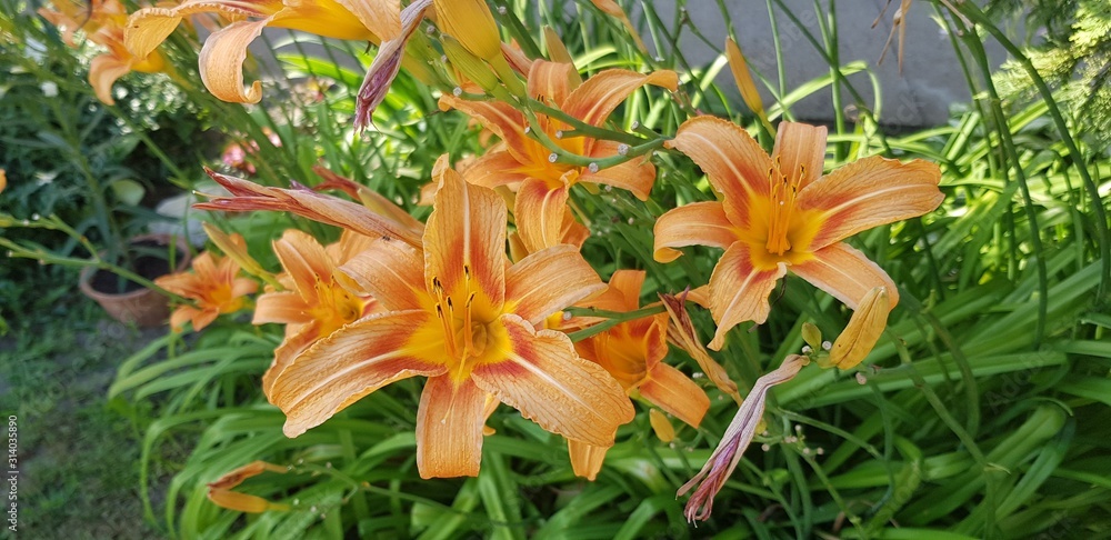 Obraz premium orange day-lily flowers blooming in the garden