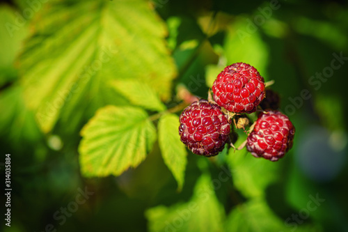 Raspberries in the sun. Red raspberries. Raspberries on a branch in the garden. Red berry with green leaves in the sun. Photo of ripe raspberries on a branch.