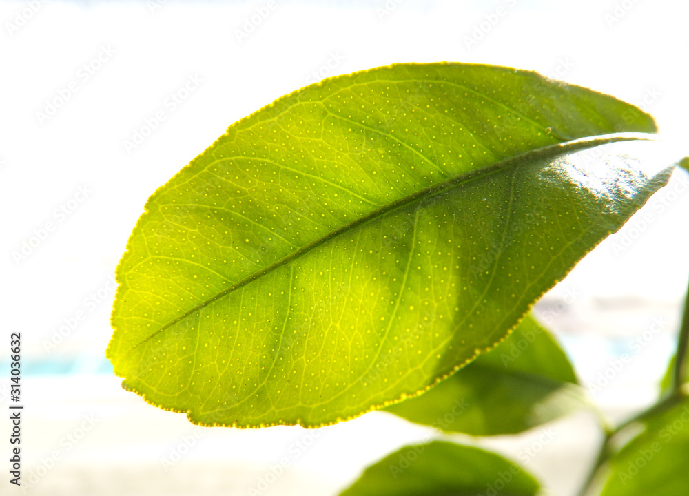 Fotografie Bright young leaf of a tree sapling on a white background