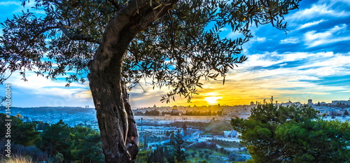 Olive tree on Mount of Olives with view of Old City Jerusalem at sunset