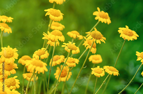 Floral background of yellow camomiles. Yellow daisy close-up.