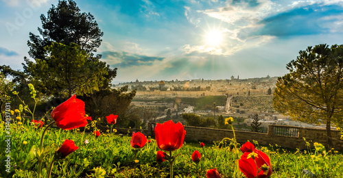 View of Jerusalem with calanit - red poppy flowers, national flower of Israel