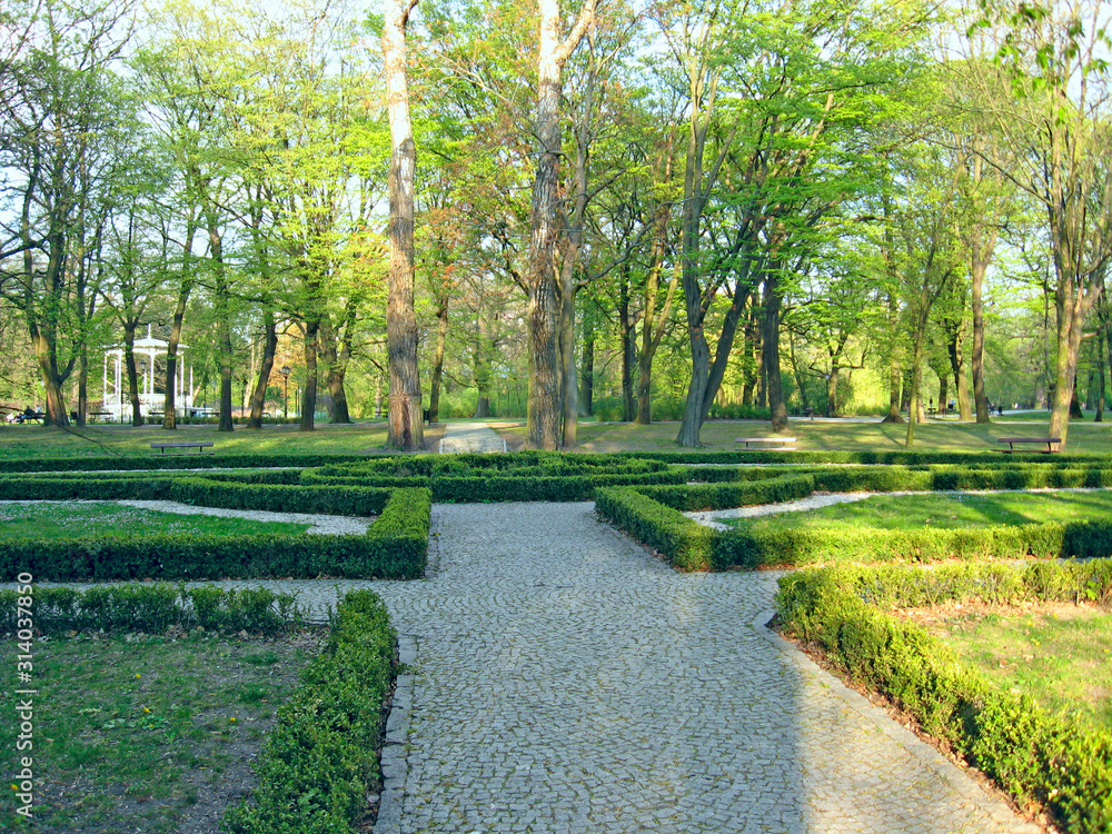 City park in Lodz with tall trees and sheared bushes of boxwood