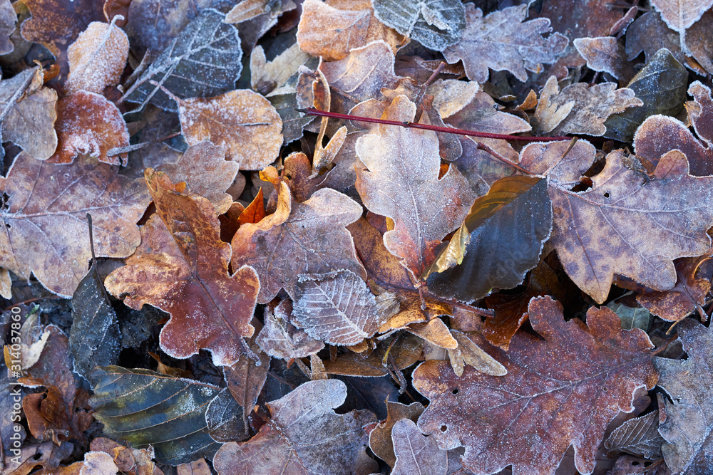Dekoratives buntes Herbstlaub mit Eiskristallen nach dem ersten Frost