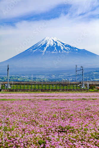 富士山とレンゲ畑、静岡県富士市中里にて