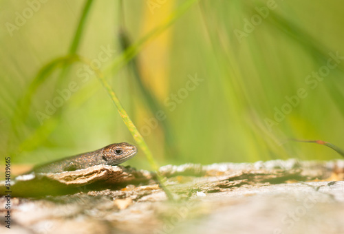 lizard with soft background