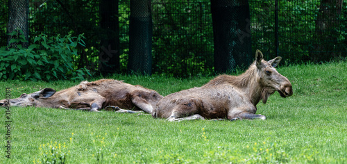 European Moose  Alces alces  also known as the elk