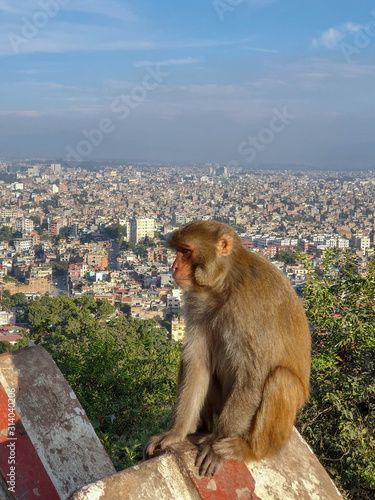 KATHMANDU, NEPAL - October 26, 2019: macaques sitting on the stone fence at Swayambhunath or Monkey Temple, ancient religious architecture atop a hill in the Kathmandu Valley. © Виктория Гумецкая