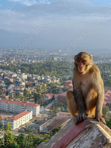 KATHMANDU, NEPAL - October 26, 2019: macaques sitting on the stone fence at Swayambhunath or Monkey Temple, ancient religious architecture atop a hill in the Kathmandu Valley. © Виктория Гумецкая