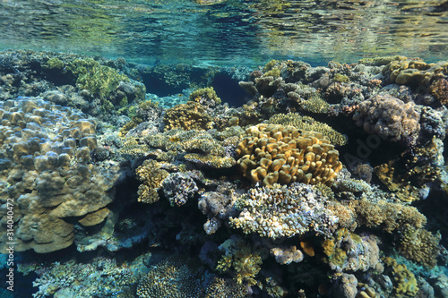 Fototapeta Naklejka Na Ścianę i Meble -  Coral reef in the Red Sea