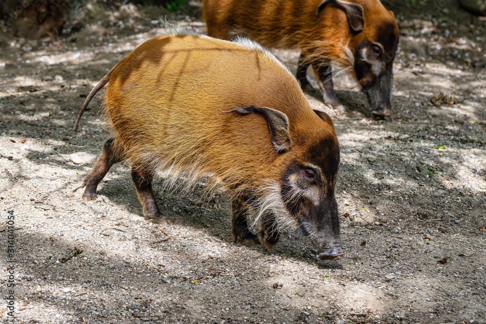 Red river hog, Potamochoerus porcus, also known as the bush pig. Red river hog, Potamochoerus porcus, also known as the bush pig.