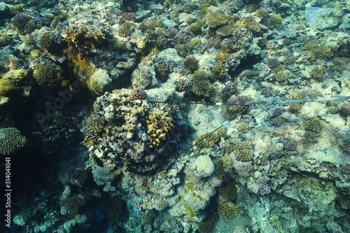 Anchor rope on coral block © aquapix