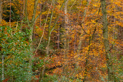 Herbstlaub im Wald