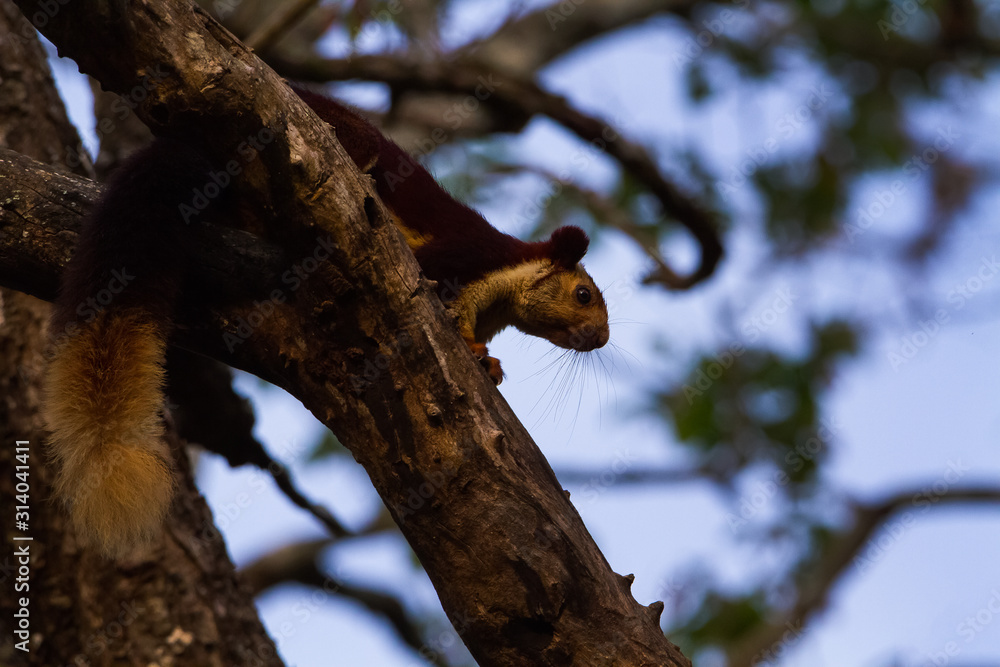 Malabar squirrel on tree branch