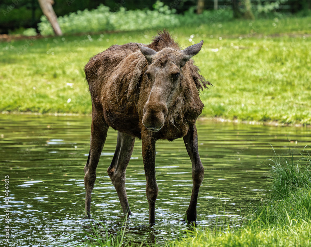 Fototapeta premium European Moose, Alces alces, also known as the elk