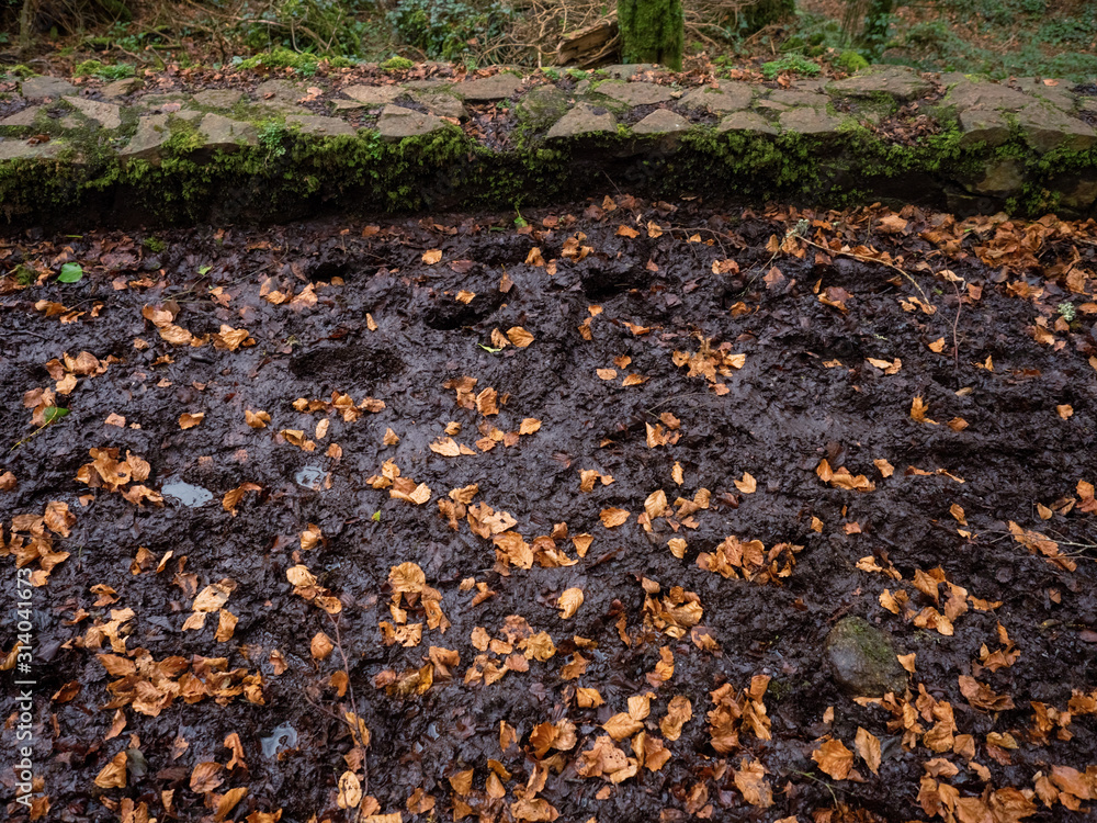 Muddy path in a forest park with brown leafs on the ground. Muddy path in a forest park with brown leafs on the ground.