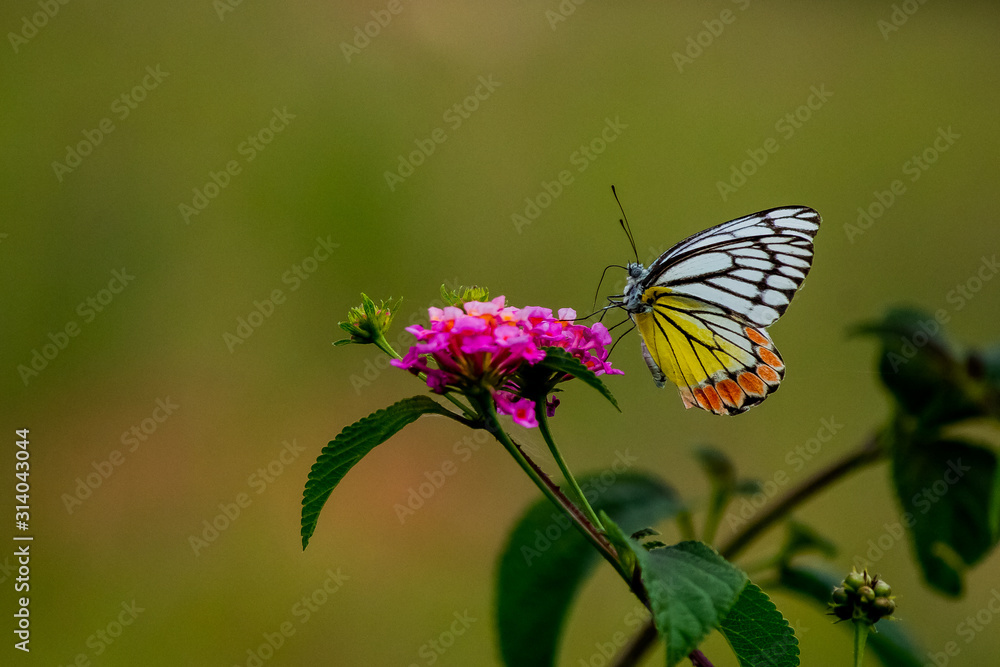 Butterfly With Open Wings On Flowers Butterfly With Open Wings On Flowers