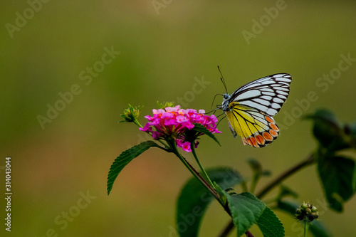 Butterfly With Open Wings On Flowers  © Passion