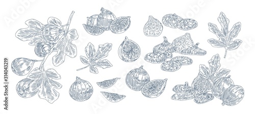 Fig tree fruits black ink illustrations set. Hand drawn ripe whole and sliced berries pack. Fig plant twigs and leaves monochrome drawings. Sweet exotic fruits isolated on white background.
