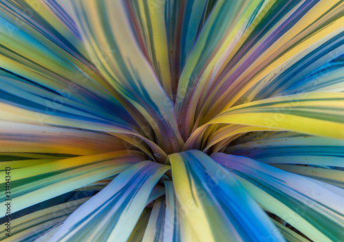 rainbow plant