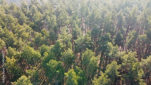 Top view of coniferous forest, beautiful morning sun on pine trees natural wood