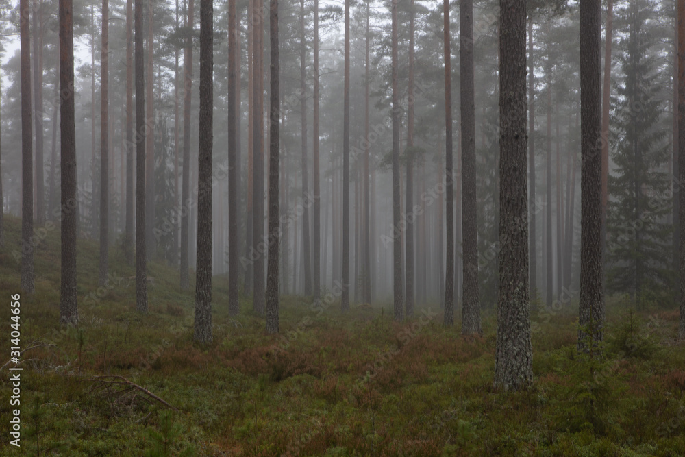 Obraz premium swedish foggy pine forest