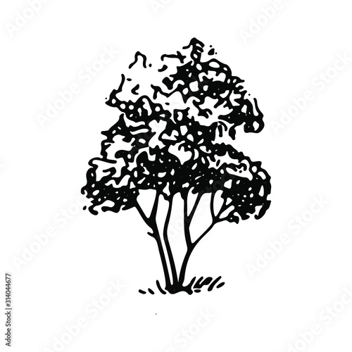 Architect bush. Hand drawn shrub, freehand drawing