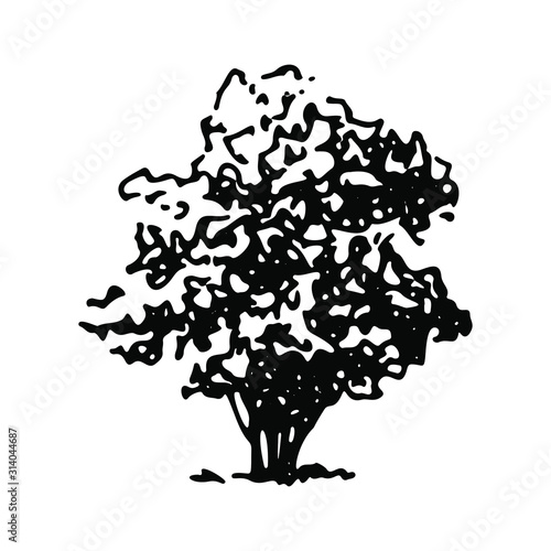 Tall shrubbery. Hand drawn sketch bush, landscape element.