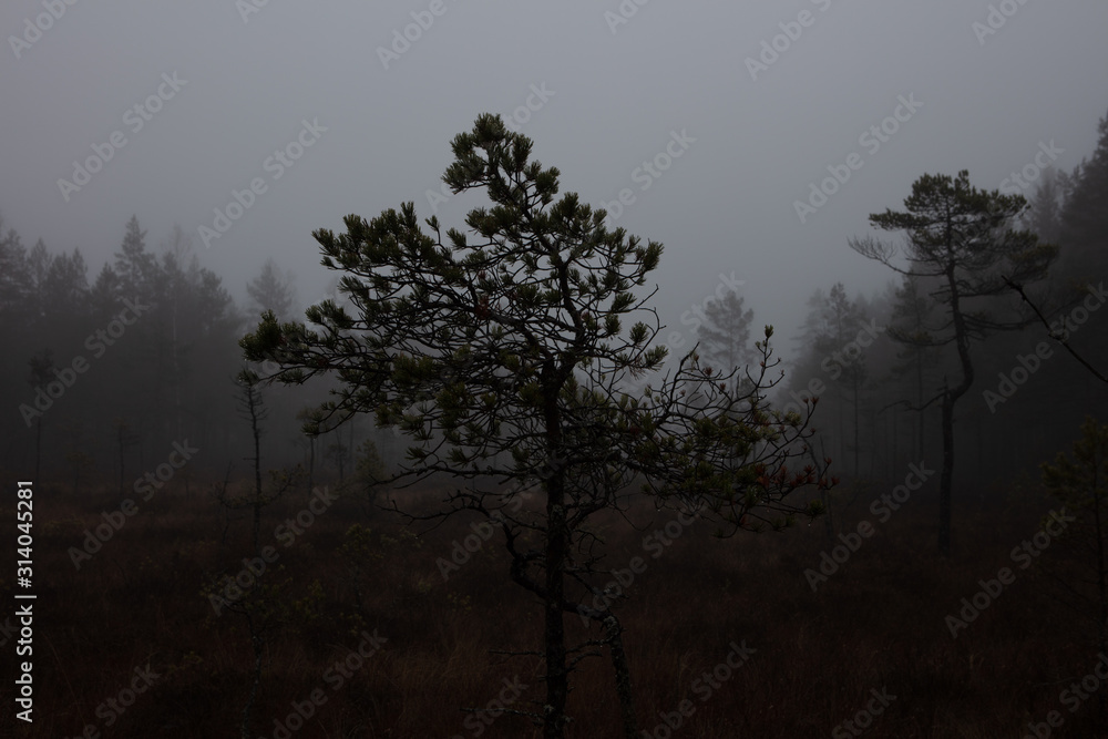 misty forest in sweden misty forest in sweden