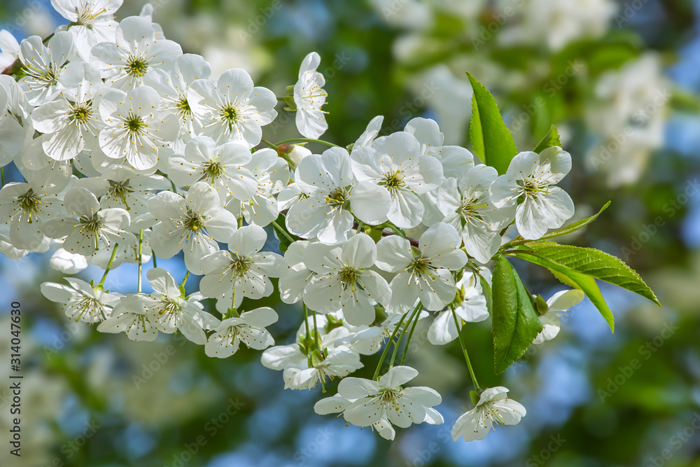 Obraz premium White cherry blossom, spring outdoor background