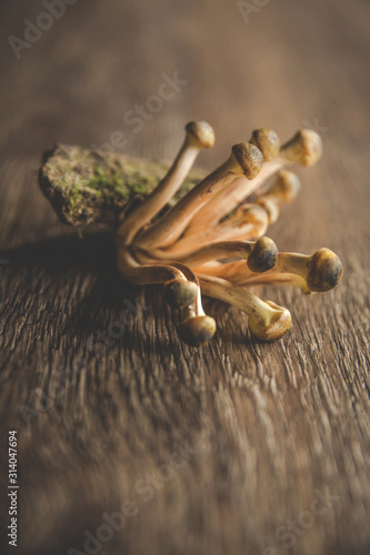 Fresh Wild Mushrooms 