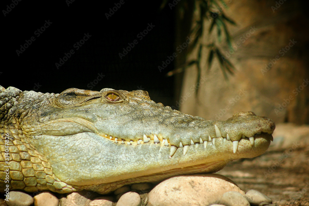 Fototapeta premium Close up alligator crocodile in wildlife