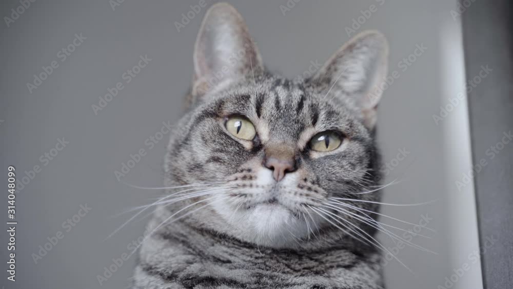 Curious tabby cat looking smoething on the wall Curious tabby cat looking smoething on the wall