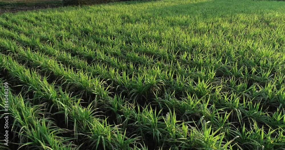 Aerial view of sugarcane plants growing at field in winter sunset Aerial view of sugarcane plants growing at field in winter sunset