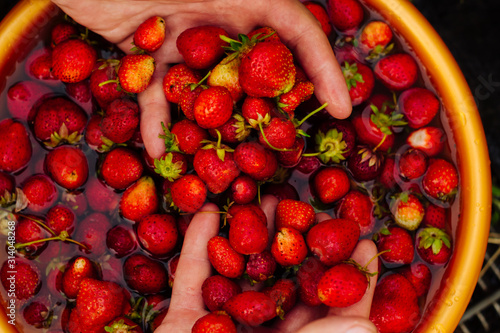Hands with red strawberries in water. Rich harvest of berries. Country fruits