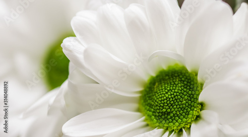 Abstract floral background  white chrysanthemum flower petals. Macro flowers backdrop for holiday brand design