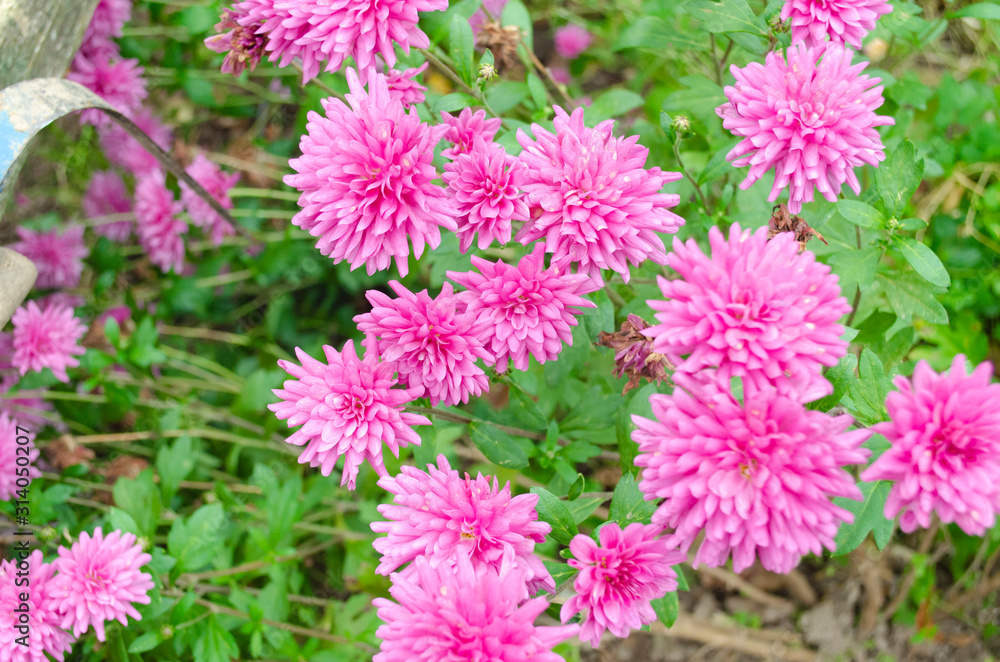 Pink chrysanthemum blooms among green foliage in the garden Pink chrysanthemum blooms among green foliage in the garden