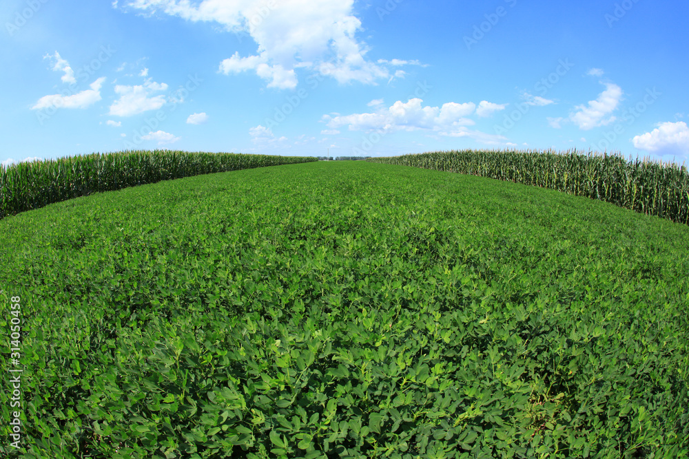 The fields of peanuts