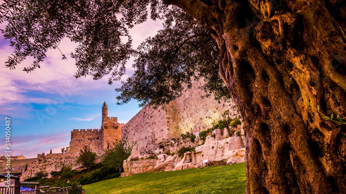 Olive tree and the Tower of David, Old City Jerusalem photo