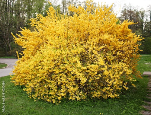 Forsythia shrub blooming with many beautiful little bright yellow flowers spring time photo