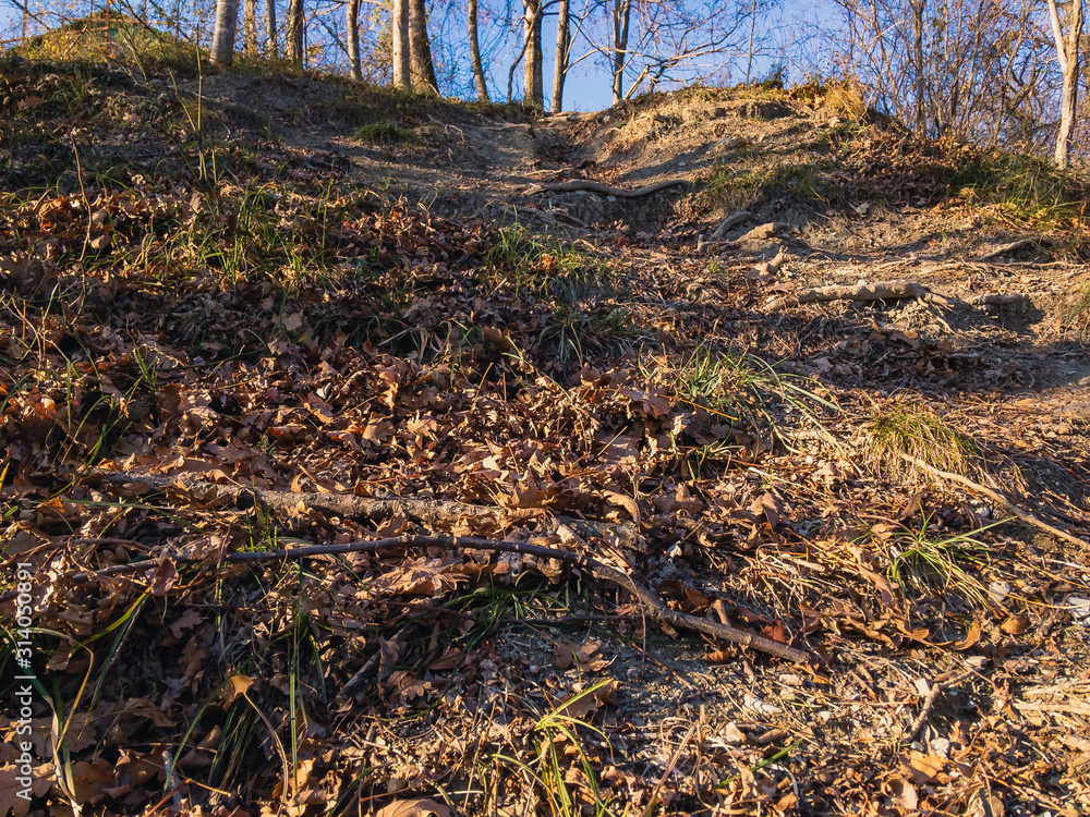 Deciduous forest with fallen foliage on an autumn sunny day with blue sky on the mountain coast of the North Caucasus. Deciduous forest with fallen foliage on an autumn sunny day with blue sky on the mountain coast of the North Caucasus.