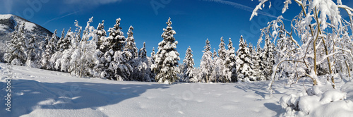 Panoramic Landscape of trees covered in snow during a sunny day and clear blue sky
