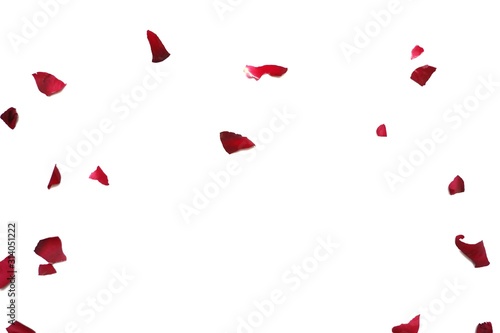 Blurred many pieces of a torn pink red rose corollas on white isolate background for backdrop pattern 