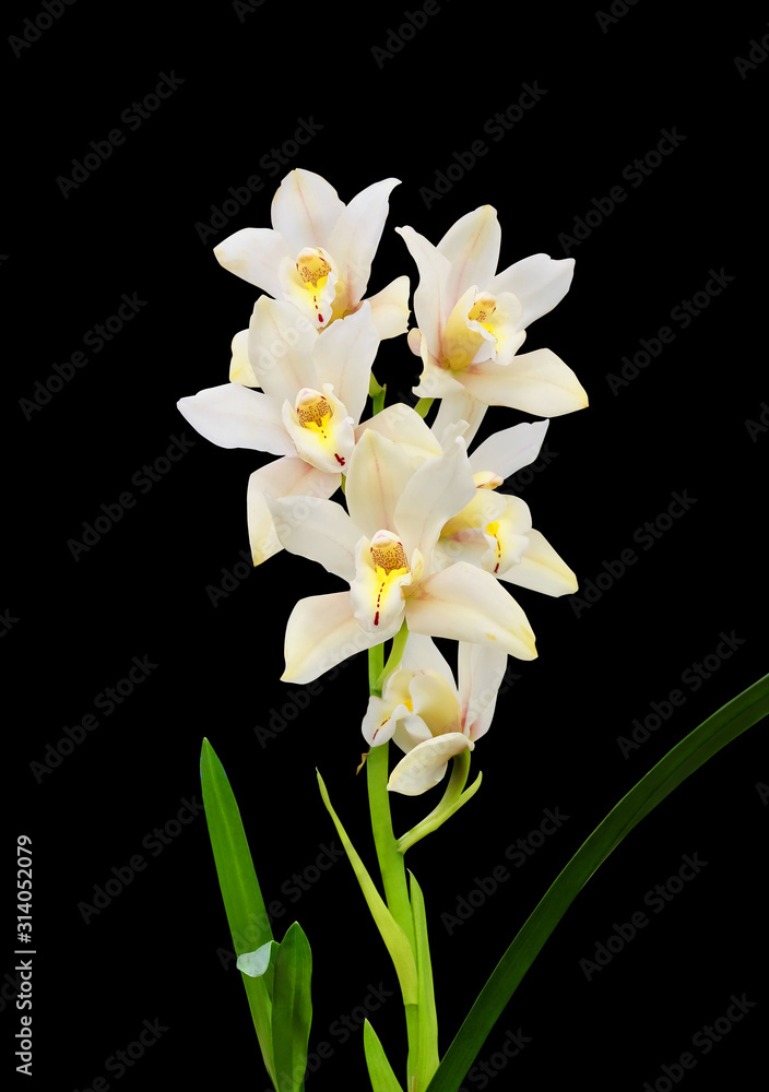 Fototapeta premium Cymbidium orchid with white flowers isolated on black background.