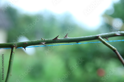 stem of rose bush with thorns . part of the stem roses with thorns . prickly branche of a rose bush close up growing in the garden on a blurred background. Rose branch with thorns . photo