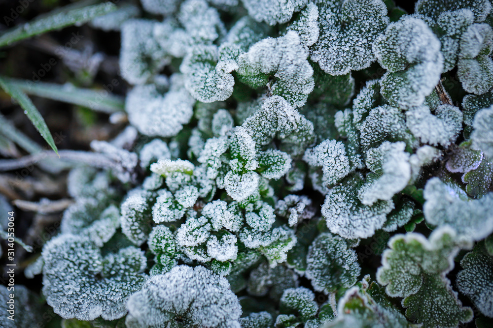 frost on leaves