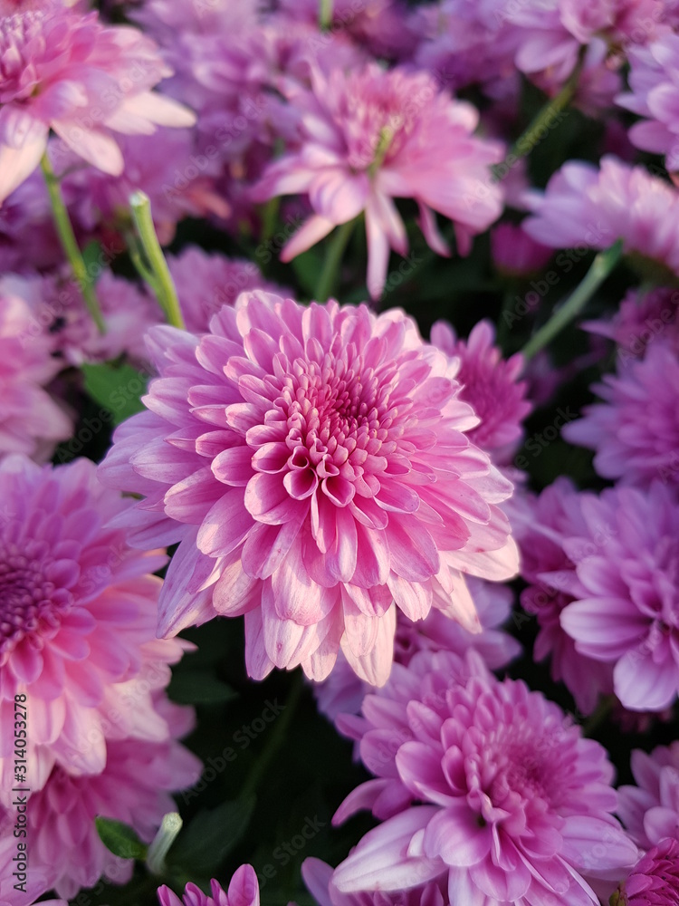 pink flower pink flower