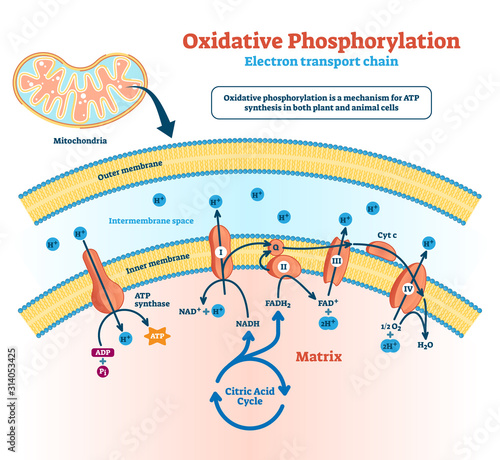Oxidative phosphorylation vector illustration. Labeled metabolism scheme. photo